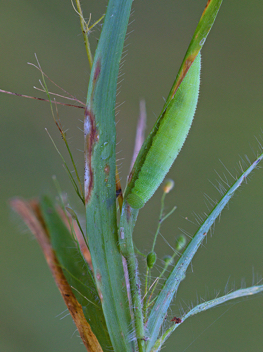 Carolina Satyr caterpillar